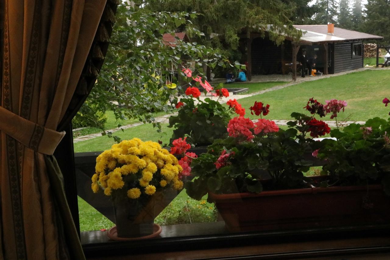 Pensiunea Rafael Păltiniş Exteriör bild